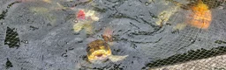 Koi Carp fish for sale: Koi fish for sale due to moving house - Advert 7