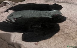 British Shorthair cats for sale: British shorthair babies - Advert 2