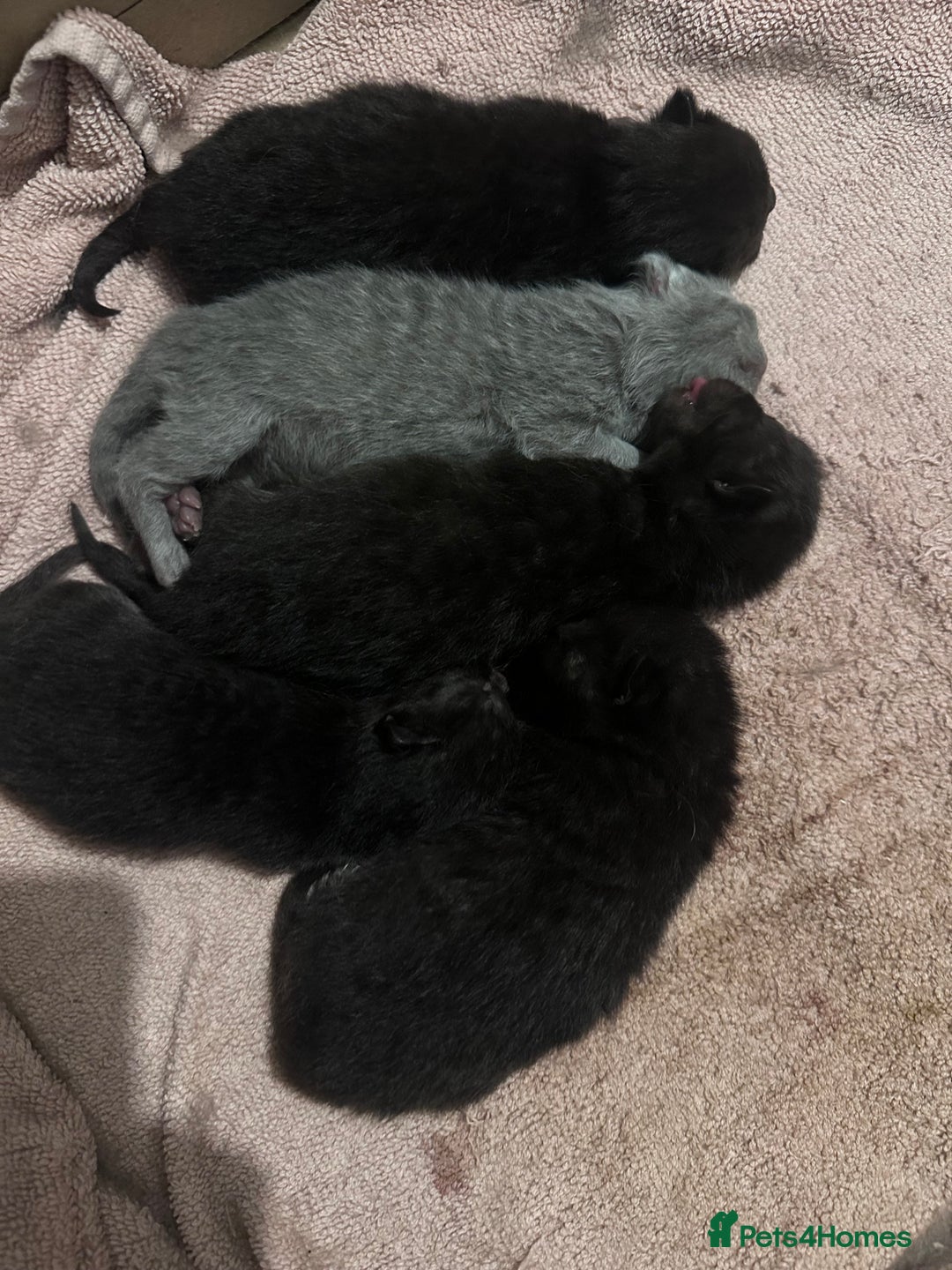 British Shorthair cats for sale: British shorthair babies - Advert 2