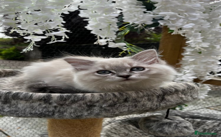 Ragdoll cats - Advert 3