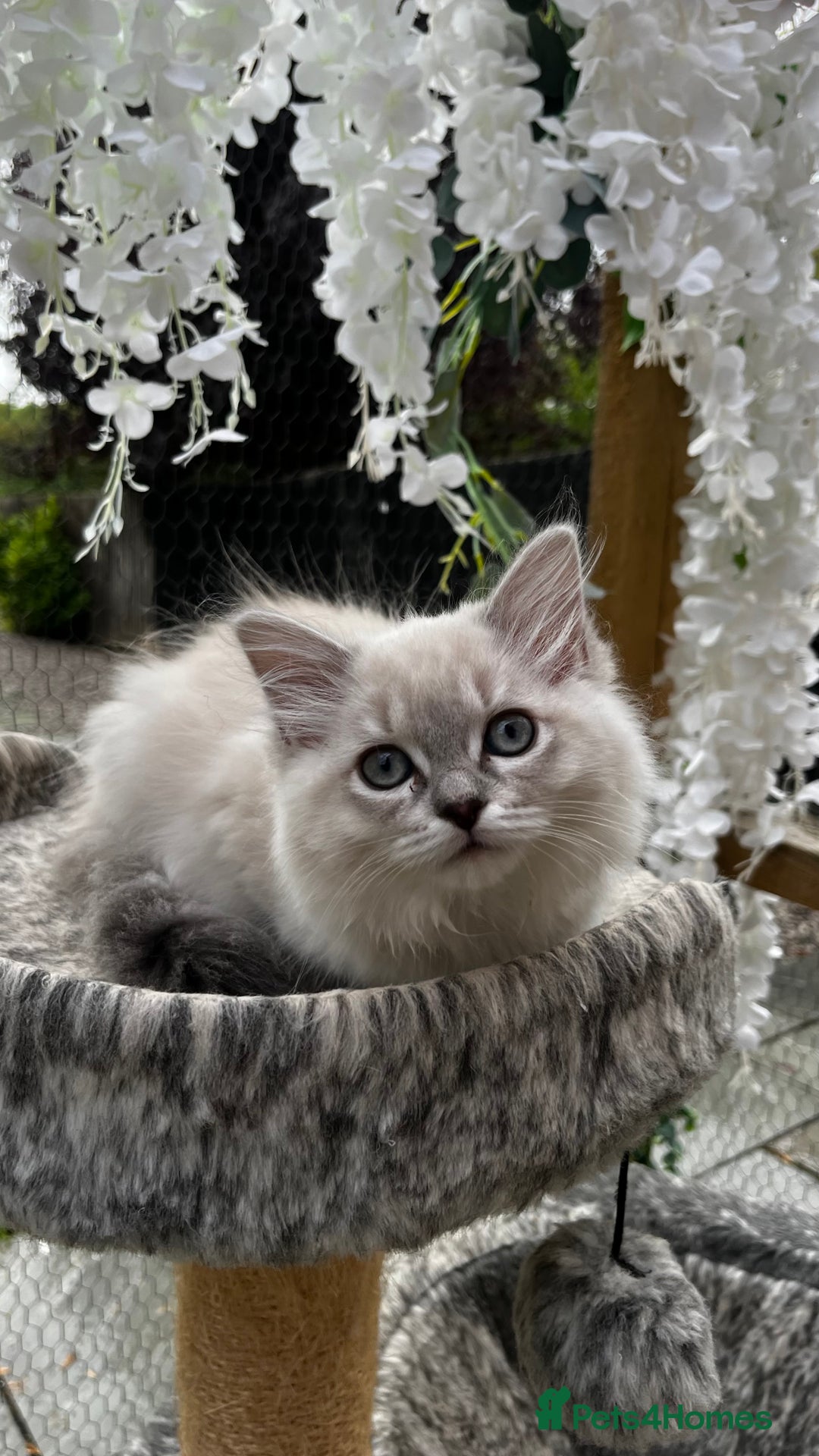 Ragdoll cats for sale: Beautiful ragdoll kittens - Image 1