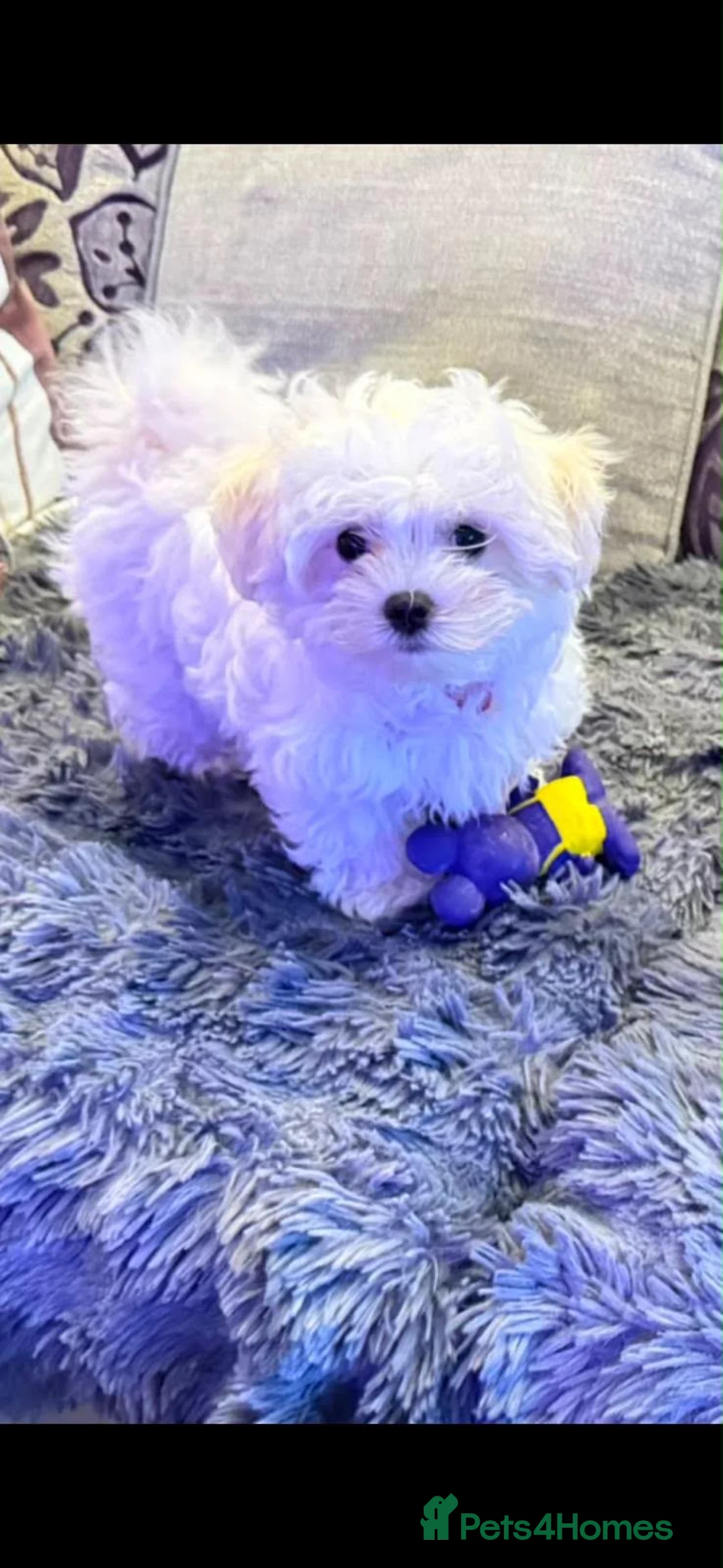 Maltese dogs for sale: 🐶 Beautiful Maltese Puppies for Sale 🐶 in Hayes - Advert 1