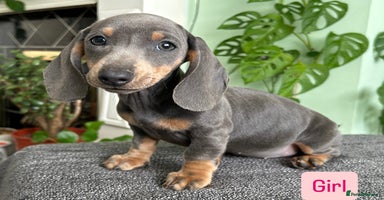 Dachshund dogs - Advert 11