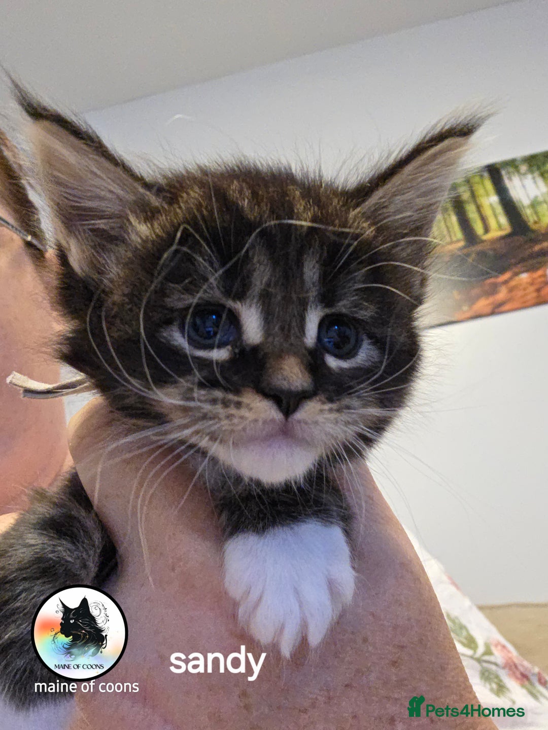 Maine Coon cats for sale: Maine coon kittens - Image 17