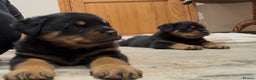 Rottweiler dogs for sale: 2 Big chuncky female Rottweiler puppies - Advert 17