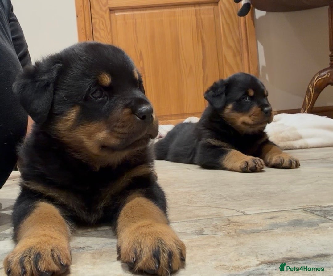 Rottweiler dogs for sale: 2 Big chuncky female Rottweiler puppies - Advert 17
