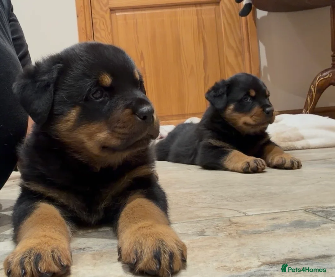 Rottweiler dogs for sale: READY NOW 2 female Rottweiler puppies - Advert 22