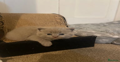 Russian Blue cats Gorgeous Russian blue/British Shorthair kittens - Advert 8