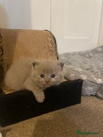 Russian Blue cats Gorgeous Russian blue/British Shorthair kittens - Advert 2