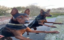 Chinese Red Dog dogs for sale: TodDaniels - Advert 6