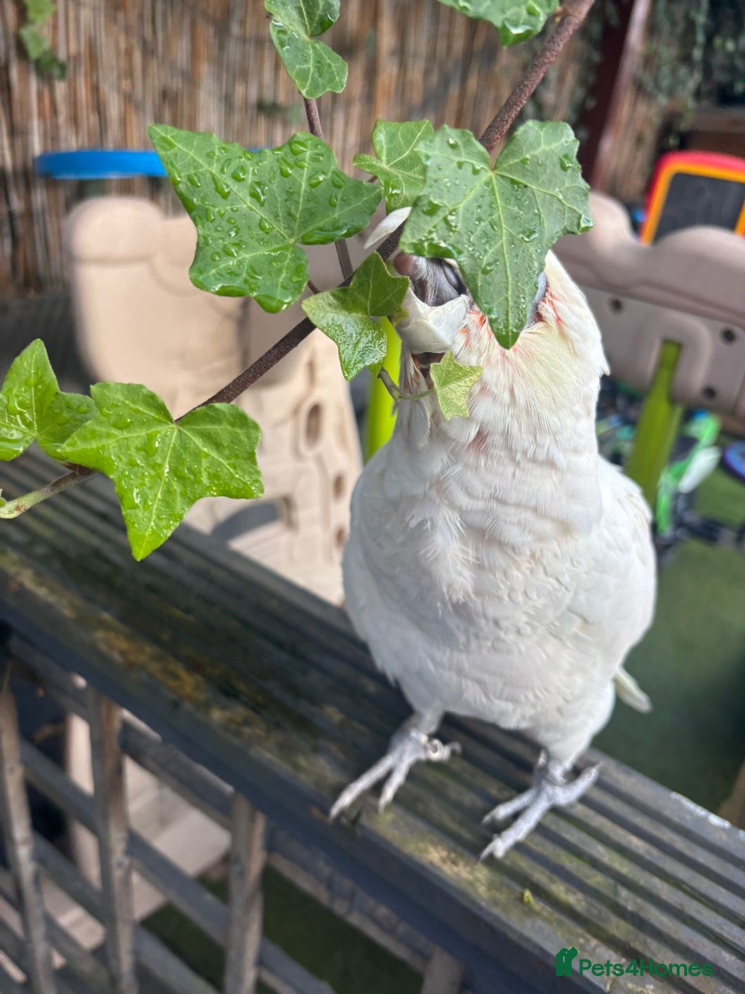 Cockatoo birds for sale: Corella cockatoo - Advert 5