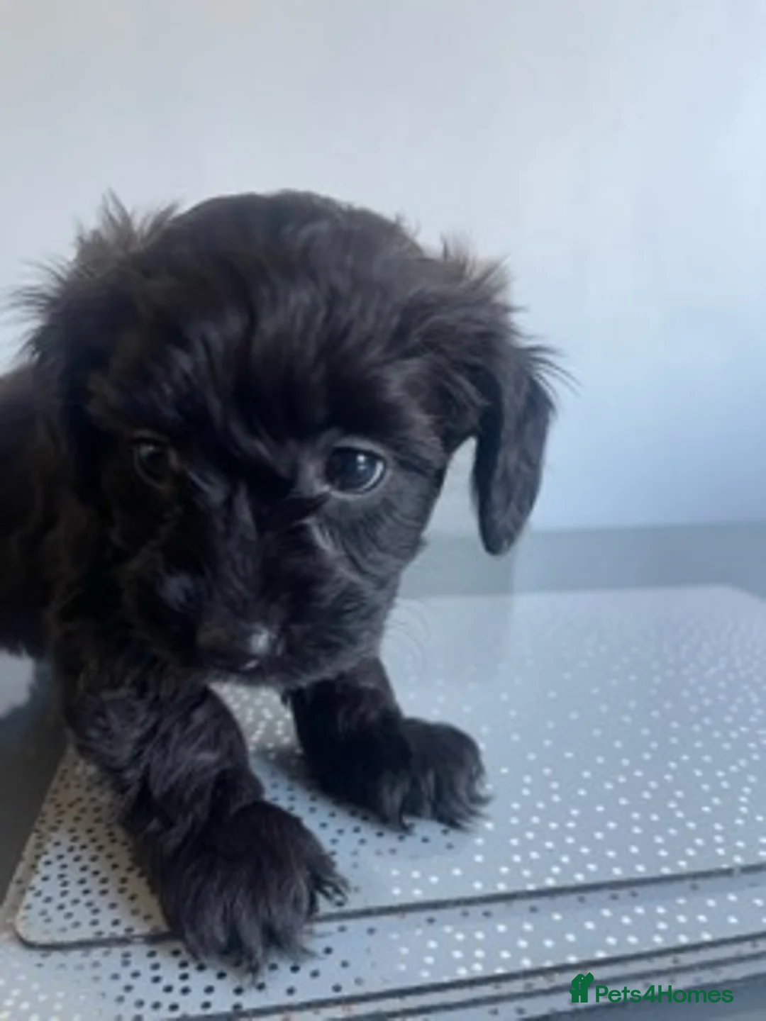 Mixed Breed dogs for sale: 8 beautiful jug cross cockapoo puppies for sale - Advert 2