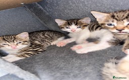 Mixed Breed cats for sale: Gorgeous kittens for sale ready for loving home  - Image 2