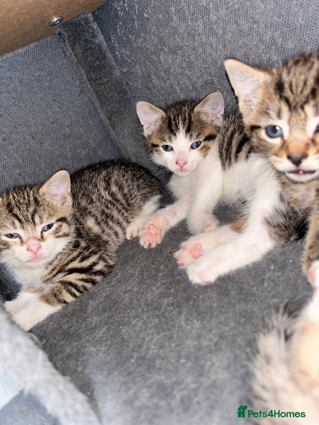 Mixed Breed cats for sale: Gorgeous kittens for sale ready for loving home  - Image 2