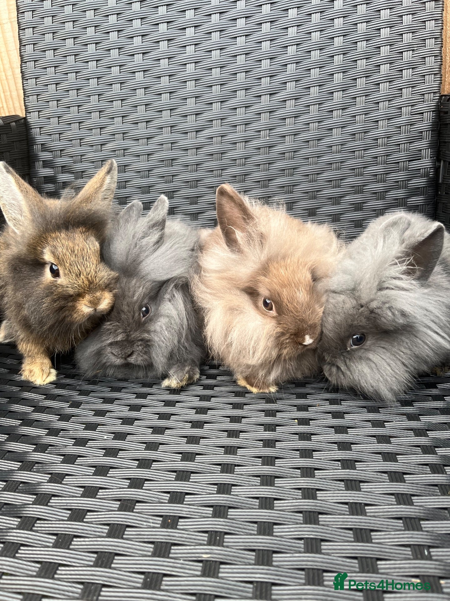 Mini Lion Lop rabbits Ready to go lionhead lops now reduced - Advert 13