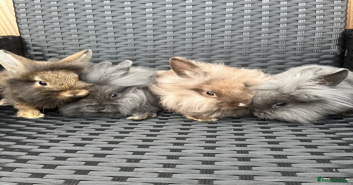 Buy rabbits Rabbits for Sale for sale | Pets4Homes
