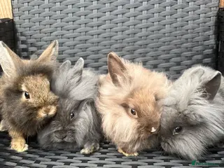 Mini Lion Lop rabbits Ready to go lionhead lops now reduced - Advert 13