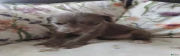 Mixed Breed dogs for sale: 2 Bedlington terrier cross lurcher pups in Romford - Advert 4