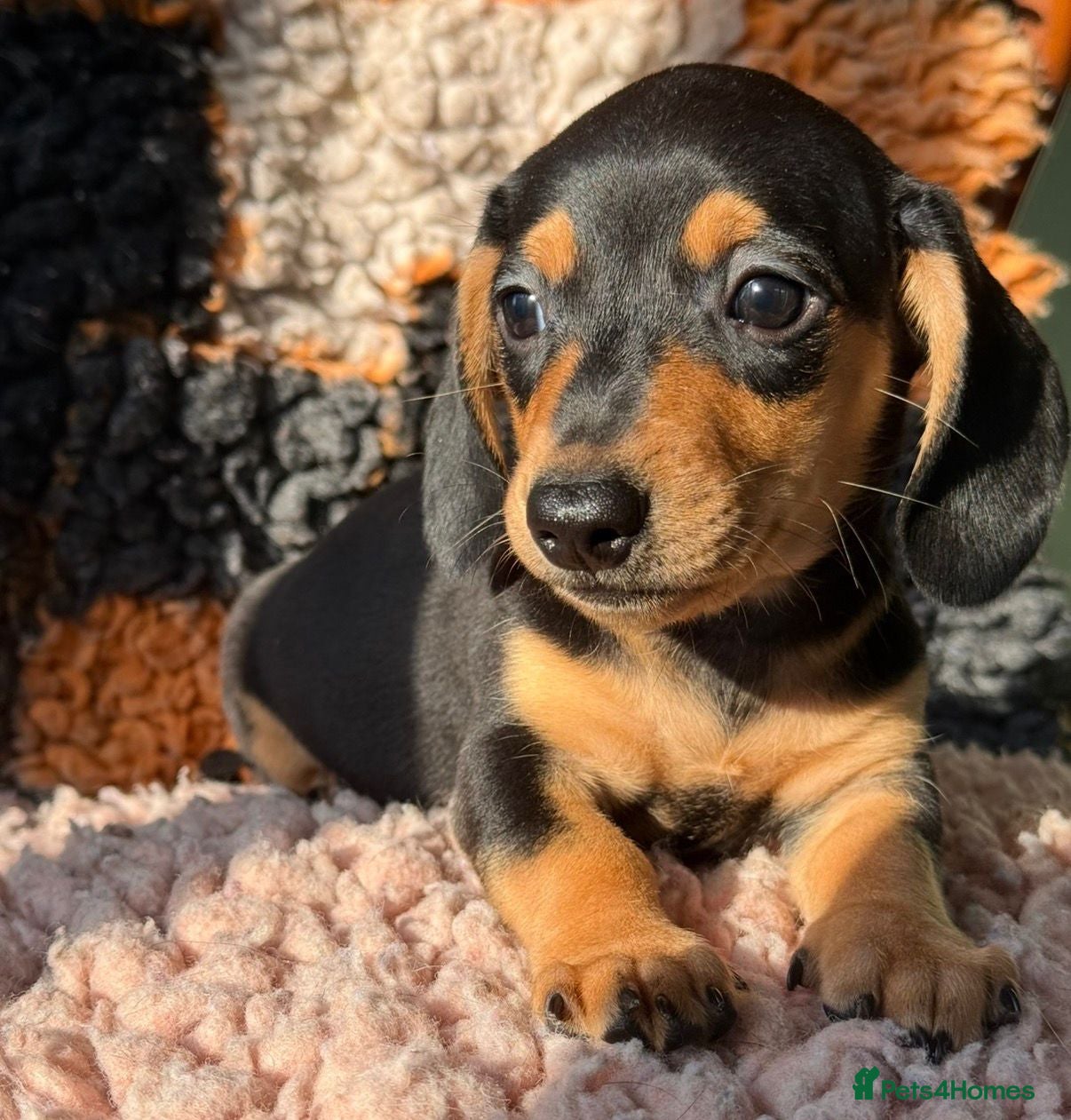 Miniature Dachshund dogs Adorable Miniature Dachshund Puppies - Advert 1