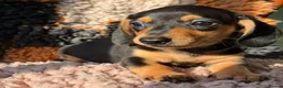 Miniature Dachshund dogs for sale: Adorable Miniature Dachshund Puppies - Advert 3
