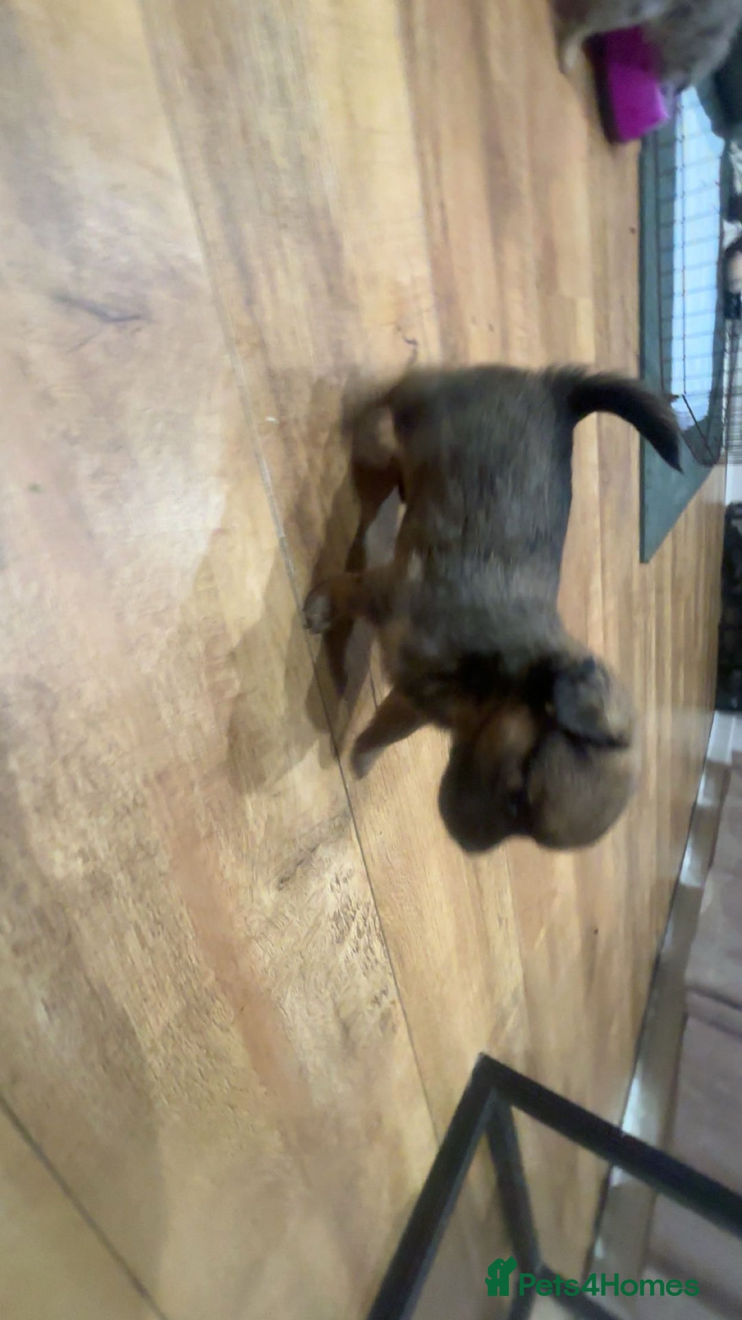 Chihuahua dogs for sale: MERLE CHIHUAHUAS 🐶 2 BOYS 1 GIRL STILL AVAILABLE - Advert 33