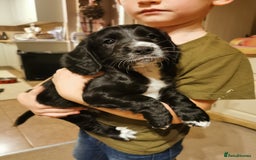 Cocker Spaniel dogs for sale: Gamekeeper bred kc reg working cocker puppys - Advert 7