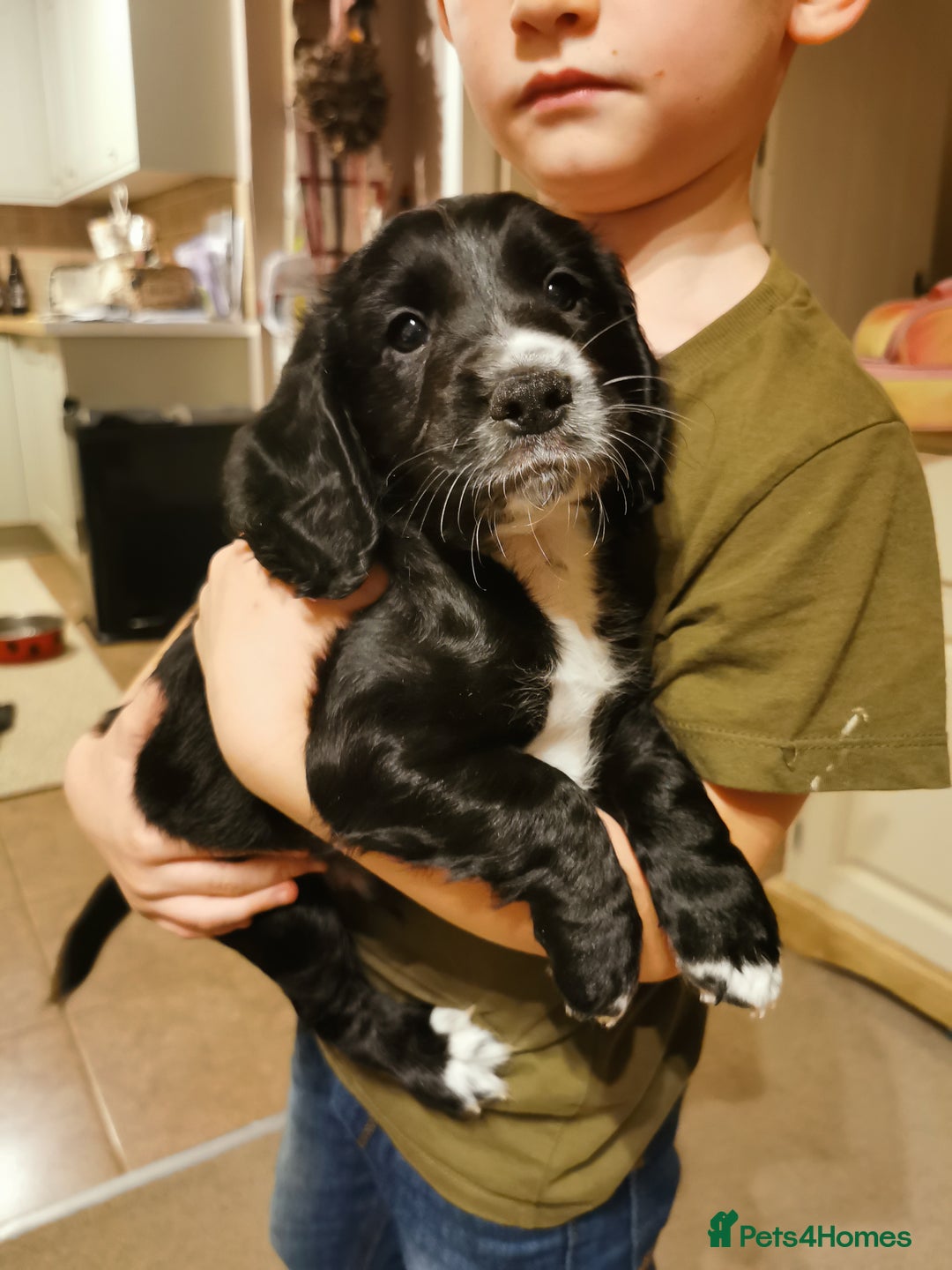 Cocker Spaniel dogs for sale: Gamekeeper bred kc reg working cocker puppys - Advert 7