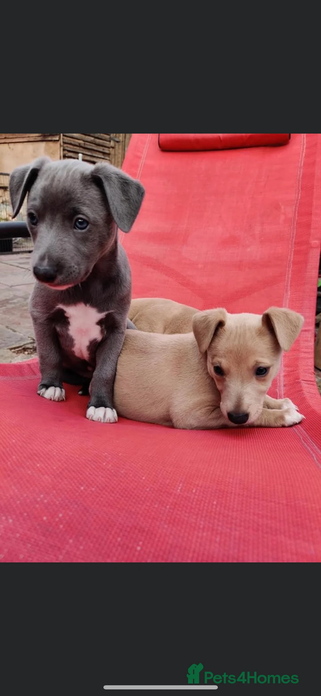 Whippet dogs for stud: Whippet stud dog in Somerton - Advert 7