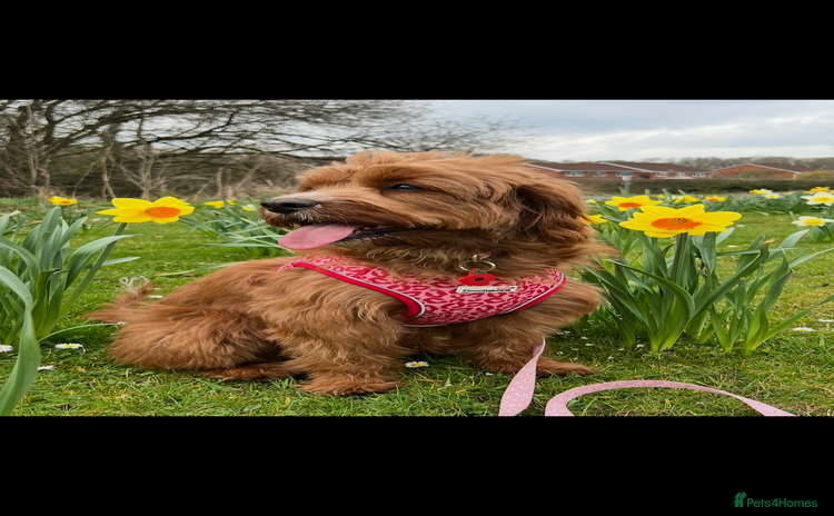 Cavapoo dogs - Advert 6