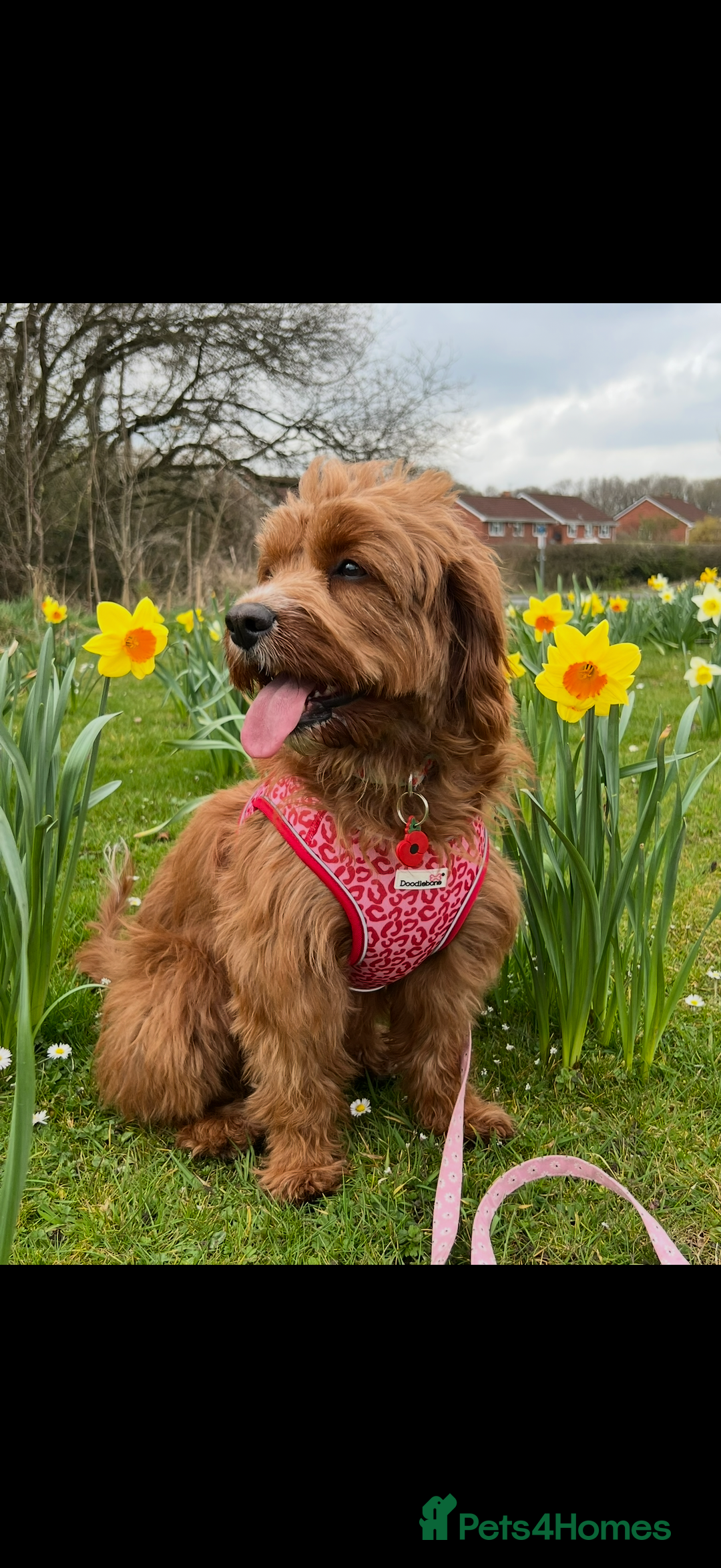 Cavapoo dogs for sale: Cavapoo F1b puppies due in December - Image 1