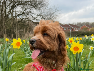 Cavapoo dogs for sale - Advert 1