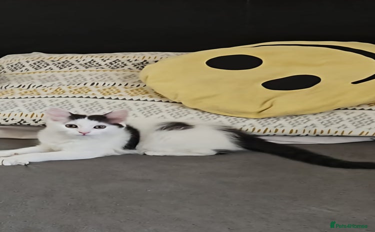 Mixed Breed cats - Advert 7