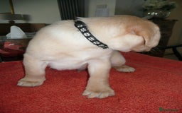 Labrador Retriever dogs for sale: Labrador puppies -1 black girl & 3 black boys left - Image 20