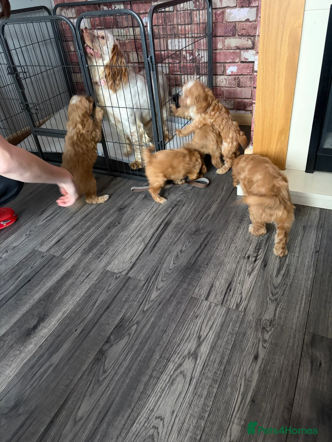 Cockapoo dogs for sale: Cockapoo pups  - Advert 7