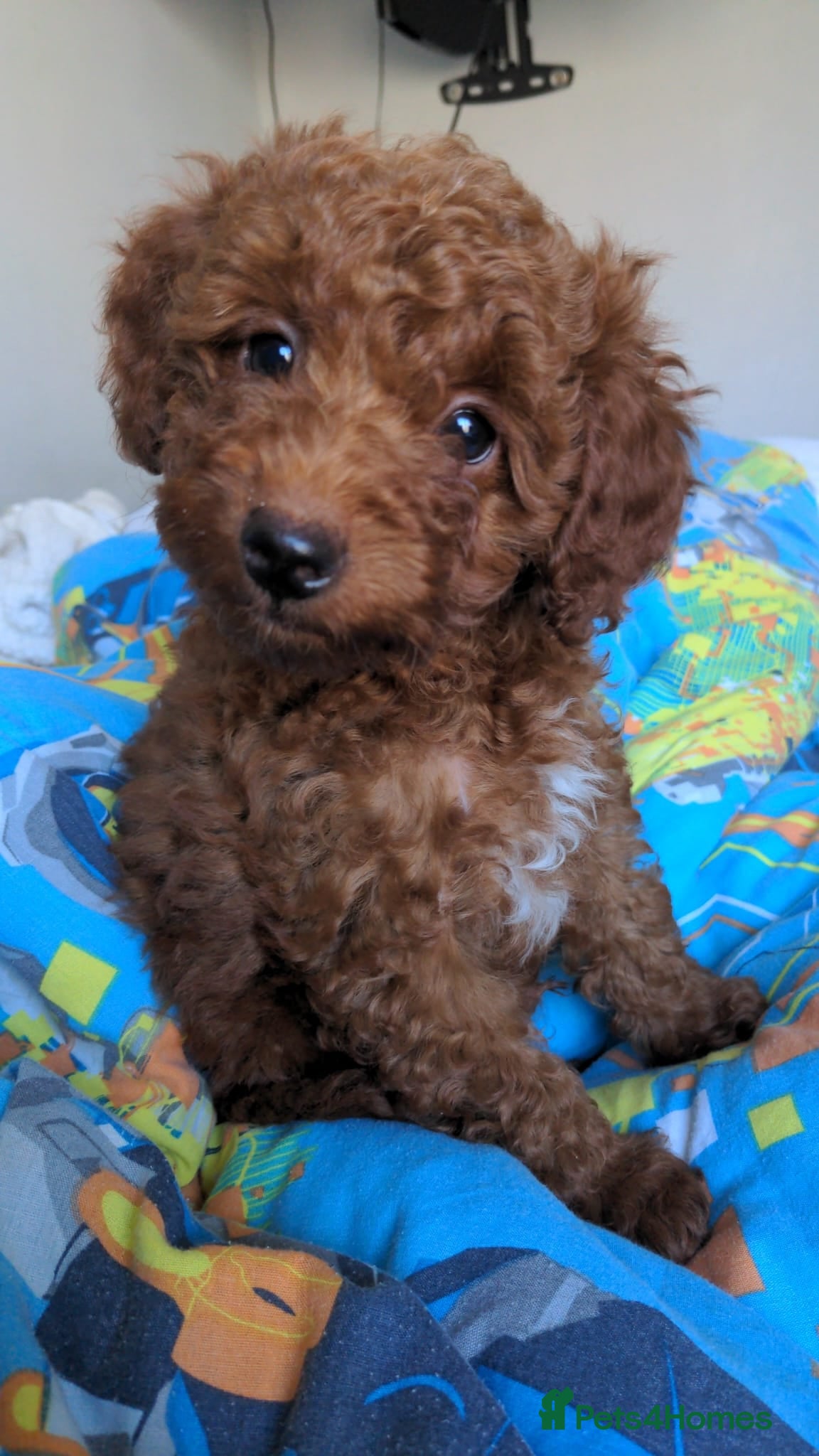 Toy Poodle dogs Champion blood, solid red KC toy poodle, ready now - Advert 4