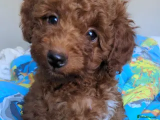 Toy Poodle dogs Champion blood, solid red KC toy poodle, ready now - Advert 6