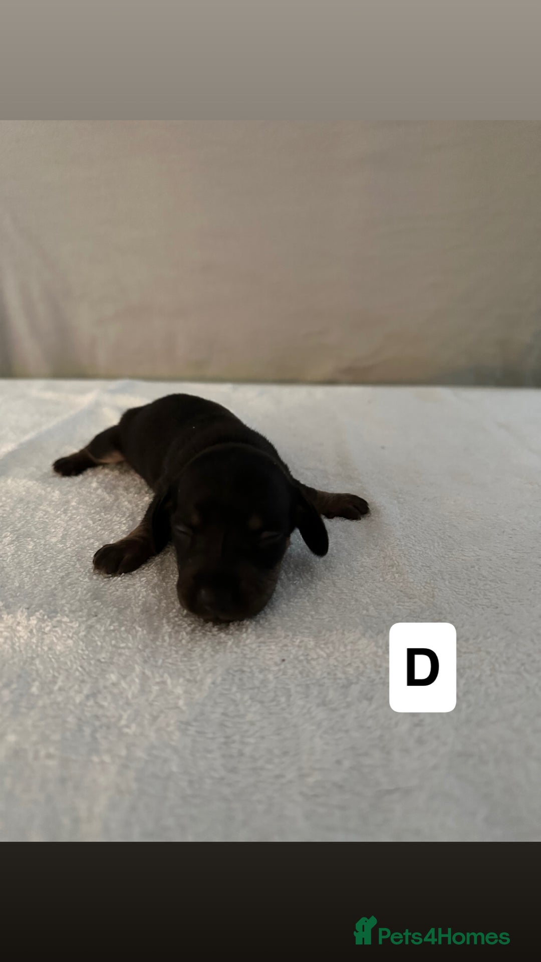 Dachshund dogs for sale: 6 Dachshund Puppies - Advert 7