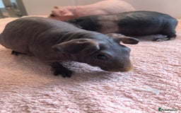 Guinea Pig rodents for sale: Super Skinny Pig Boars - Image 5