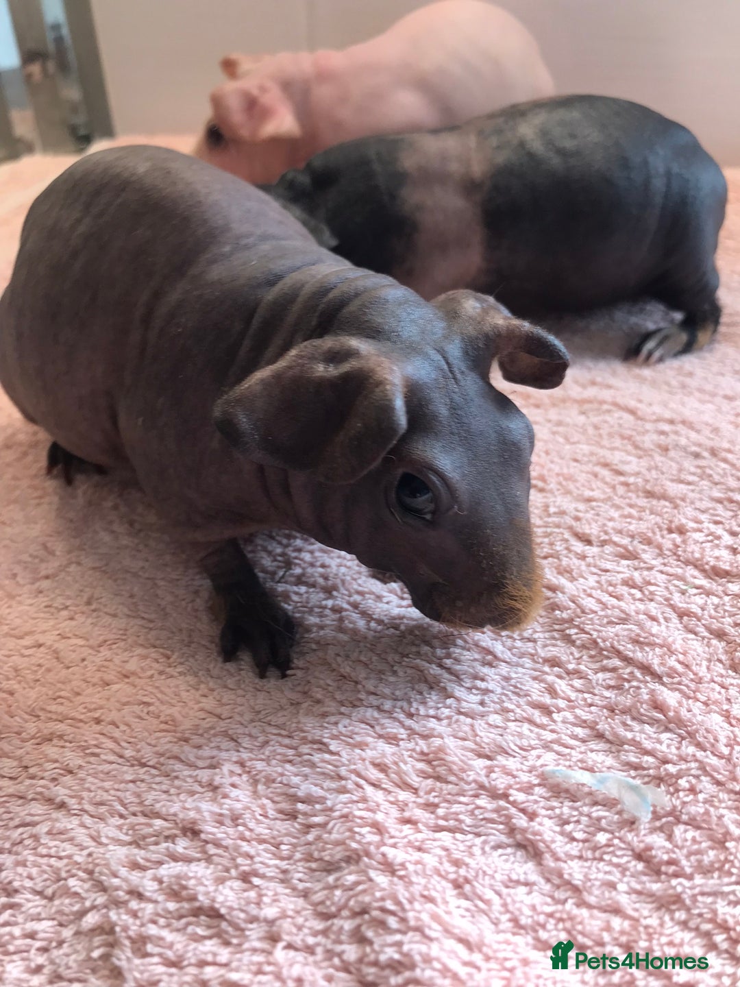 Guinea Pig rodents for sale: Super Skinny Pig Boars - Image 5
