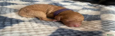 Cockapoo 5
