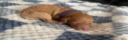 Cockapoo dogs for sale: Cockapoo’s  - Advert 6
