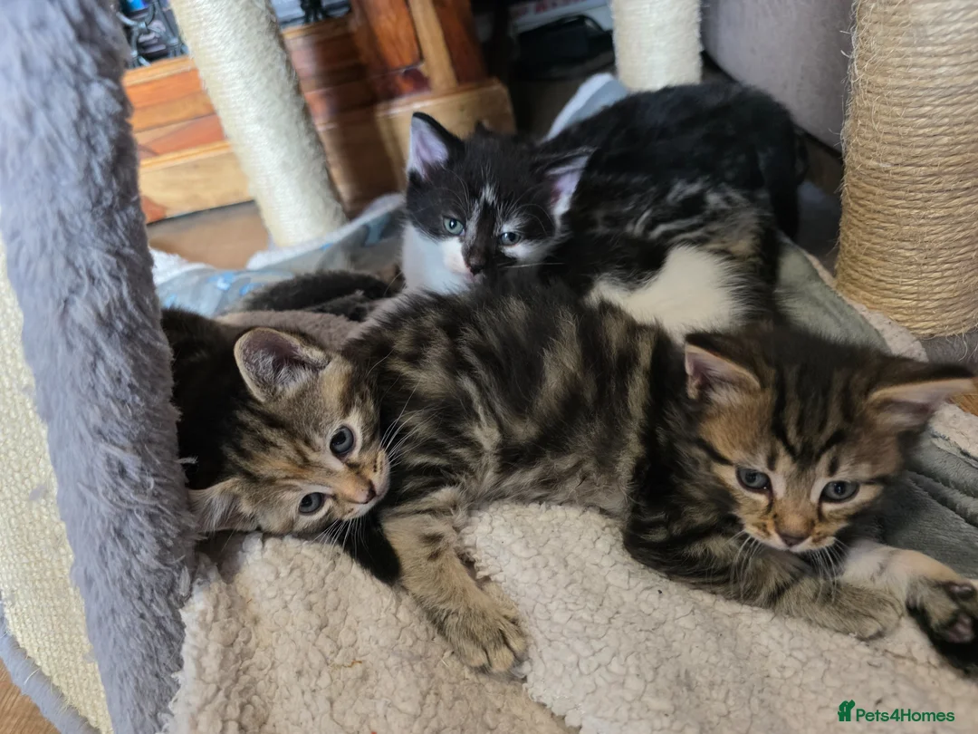 Norwegian Forest Cat cats for sale: Norwegian forest cat X marbled bengal - Advert 1