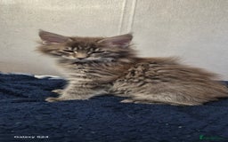Maine Coon cats for sale: Maine Coon kittens Glasgow  - Image 29