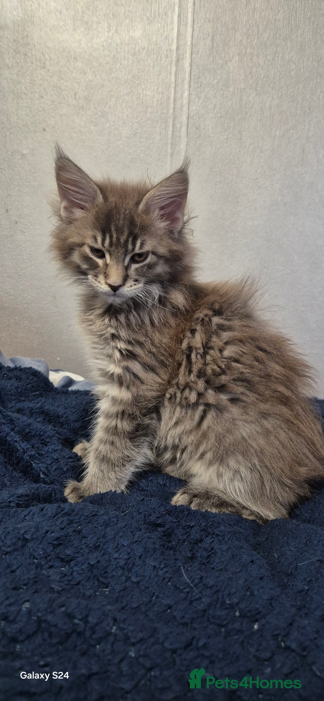 Maine Coon cats for sale: Maine Coon kittens Glasgow  - Image 29