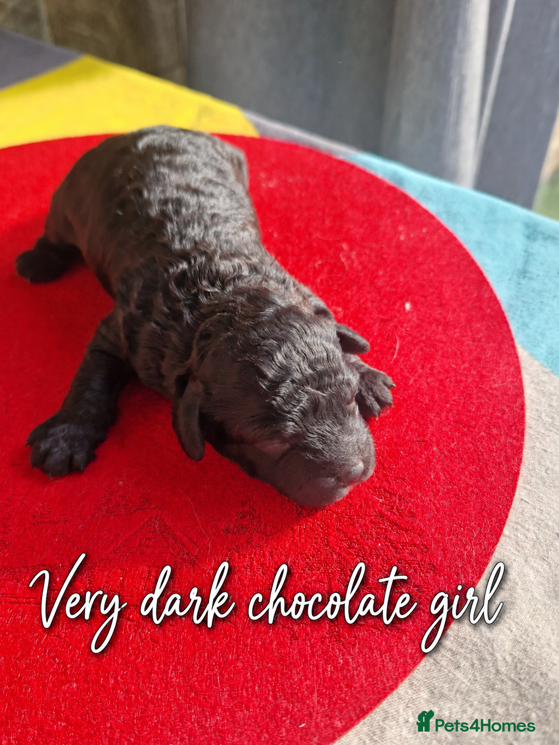Toy Poodle dogs Toy poodle - Advert 2