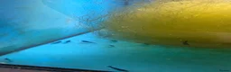 Shrimps fish for sale: Neocaridina shrimp  in Snodland - Advert 2