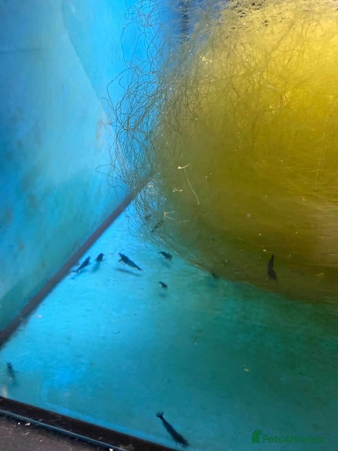 Shrimps fish for sale: Neocaridina shrimp  in Snodland - Advert 2