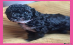 Cavapoo dogs for sale: F1 TOY CAVAPOOS ‘ONYX’ HEALTH TESTED - Image 11