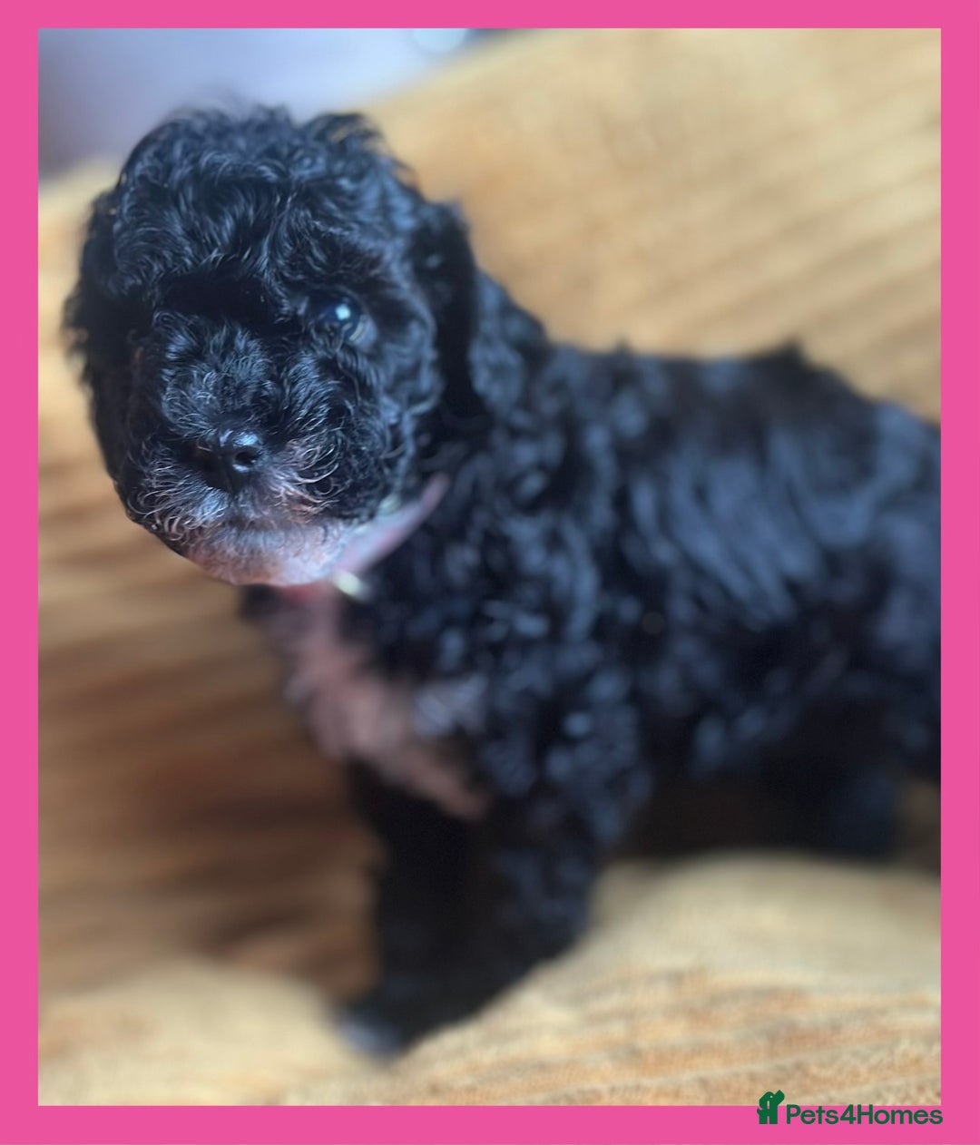 Cavapoo dogs for sale: F1 TOY CAVAPOOS ‘ONYX’ HEALTH TESTED - Image 11