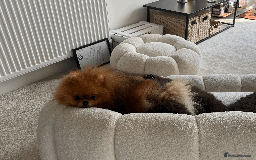Pomeranian dogs for stud: 5 Gen Pedigree Pom ** ** boy for stud  - Image 5
